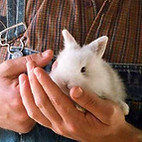 Baby Farm Bunny 